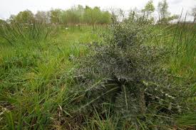 Attēlu rezultāti vaicājumam “Cirsium palustre leaf”