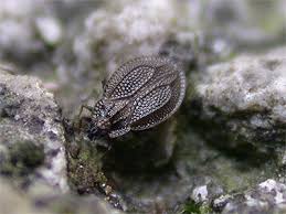 Attēlu rezultāti vaicājumam “Acalypta carinata”