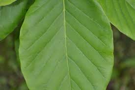 Attēlu rezultāti vaicājumam “Magnolia acuminata leaf”