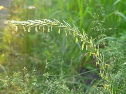 Attēlu rezultāti vaicājumam “Elytrigia repens subsp. arenosa”