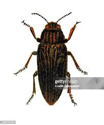 Attēlu rezultāti vaicājumam “Capsus ater”