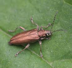 Attēlu rezultāti vaicājumam “Donacia”