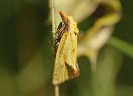 Attēlu rezultāti vaicājumam “Agapeta hamana”