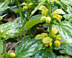 Attēlu rezultāti vaicājumam “Lamiastrum galeobdolon bud”