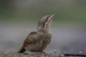 Image result for Jynx torquilla