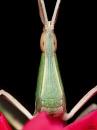 Attēlu rezultāti vaicājumam “Acrididae”