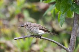 Attēlu rezultāti vaicājumam “Muscicapa striata adult”