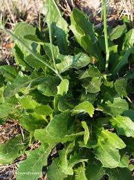 Attēlu rezultāti vaicājumam “Hypochaeris radicata fruit”