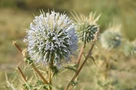 Attēlu rezultāti vaicājumam “Echinops sphaerocephalus”