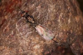 Attēlu rezultāti vaicājumam “Torymidae”