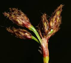 Attēlu rezultāti vaicājumam “Schoenoplectus lacustris subsp. glaucus bud”