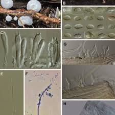 Attēlu rezultāti vaicājumam “Porotheleum fimbriatum”