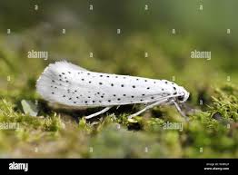 Attēlu rezultāti vaicājumam “Yponomeuta evonymella imago”