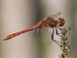 Attēlu rezultāti vaicājumam “Sympetrum”