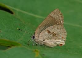 Attēlu rezultāti vaicājumam “Theclinae”