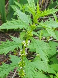 Attēlu rezultāti vaicājumam “Lycopus europaeus”