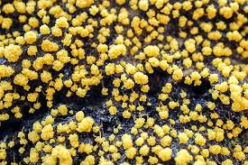 Attēlu rezultāti vaicājumam “Physarum virescens”