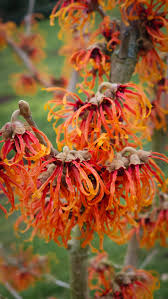 Attēlu rezultāti vaicājumam “Hamamelis mollis flower”