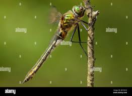 Attēlu rezultāti vaicājumam “Cordulia aenea”