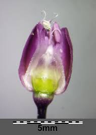 Attēlu rezultāti vaicājumam “Allium scorodoprasum bud”