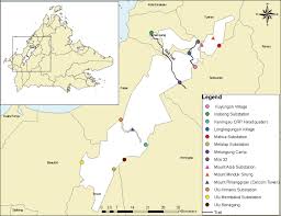 Attēlu rezultāti vaicājumam “Thamnobryum subserratum sporophyte”