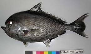 Image result for Eumegistus illustris