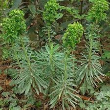 Image result for Wolfsmilch