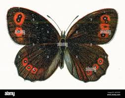 Attēlu rezultāti vaicājumam “Erebia aethiops upperside”