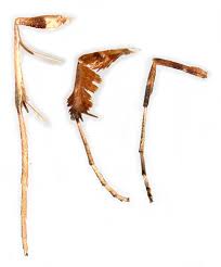 Attēlu rezultāti vaicājumam “Caloptilia hemidactylella”