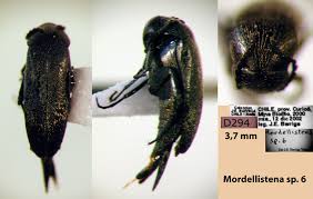 Attēlu rezultāti vaicājumam “Mordella sp.”