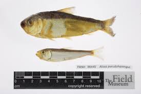 Image result for Alosa pseudoharengus