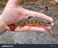 Image result for Salvelinus fontinalis