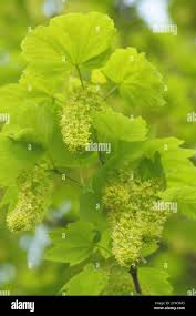 Attēlu rezultāti vaicājumam “Acer pseudoplatanus fo. purpurascens flower”