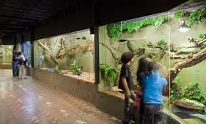 Attēlu rezultāti vaicājumam “Reptilia”