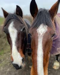 Image result for Lower Farm Stables