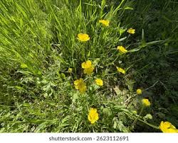 Attēlu rezultāti vaicājumam “Ranunculus bulbosus”