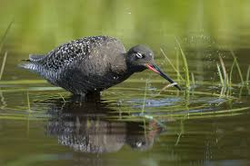 Image result for Tringa erythropus