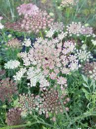 Image result for Daucus carota