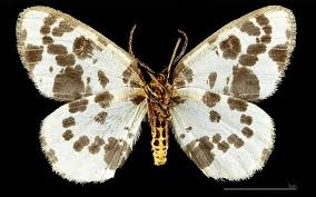 Attēlu rezultāti vaicājumam “Abraxas sylvata larva”