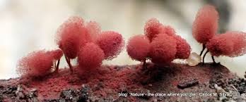 Attēlu rezultāti vaicājumam “Arcyria affinis macro”