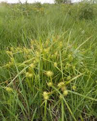Attēlu rezultāti vaicājumam “Carex flava”