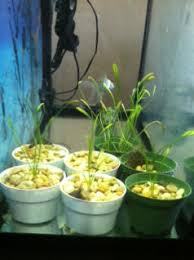 Attēlu rezultāti vaicājumam “Sagittaria sagittifolia fruit”