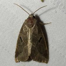 Attēlu rezultāti vaicājumam “Badhamiopsis praetermissa”