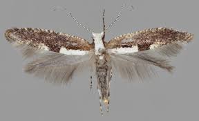 Attēlu rezultāti vaicājumam “Argyresthia semifusca”