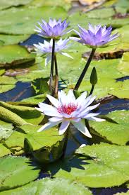 Attēlu rezultāti vaicājumam “Nymphaeaceae”