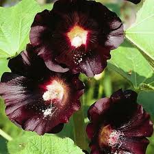 Image result for Alcea rosea nigra