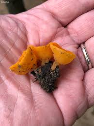 Attēlu rezultāti vaicājumam “Sowerbyella radiculata”