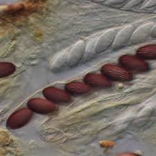 Attēlu rezultāti vaicājumam “Ascobolus furfuraceus”