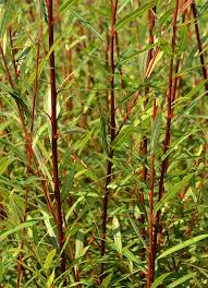 Attēlu rezultāti vaicājumam “Salix purpurea”