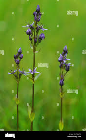 Attēlu rezultāti vaicājumam “Swertia perennis flower”